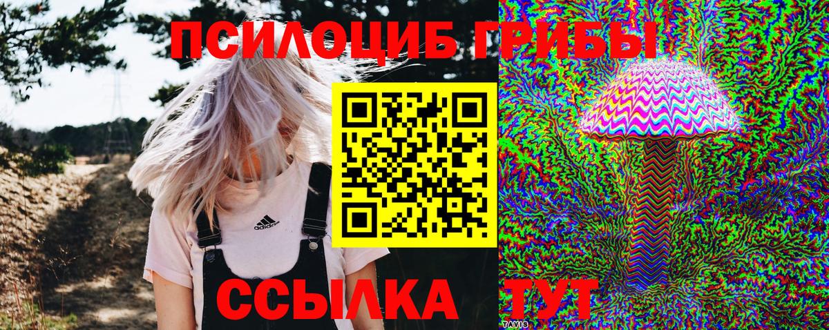Псилоцибиновые грибы Psilocybe Тобольск